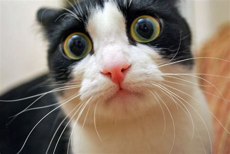 funny cat.